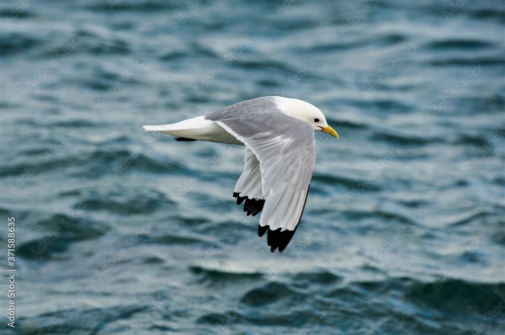 Dreizehen Möwe im Flug - ein Merkmal von Dreizehenmöwen sind die schwarzen Beine Dreizehen Möwe im Flug - ein Merkmal von Dreizehenmöwen sind die schwarzen Beine