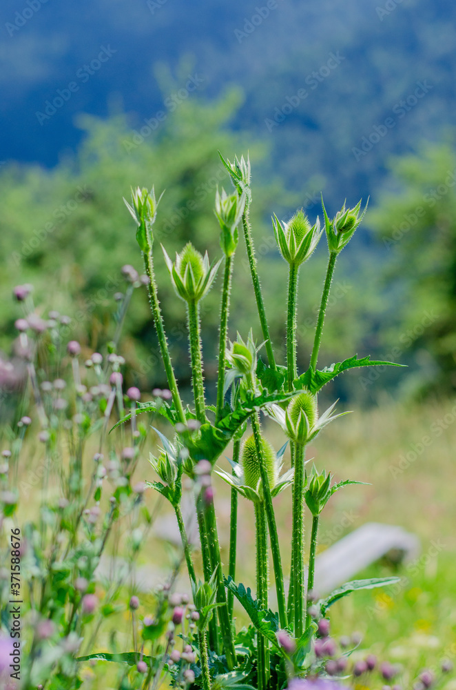 green plant growing in the field green plant growing in the field
