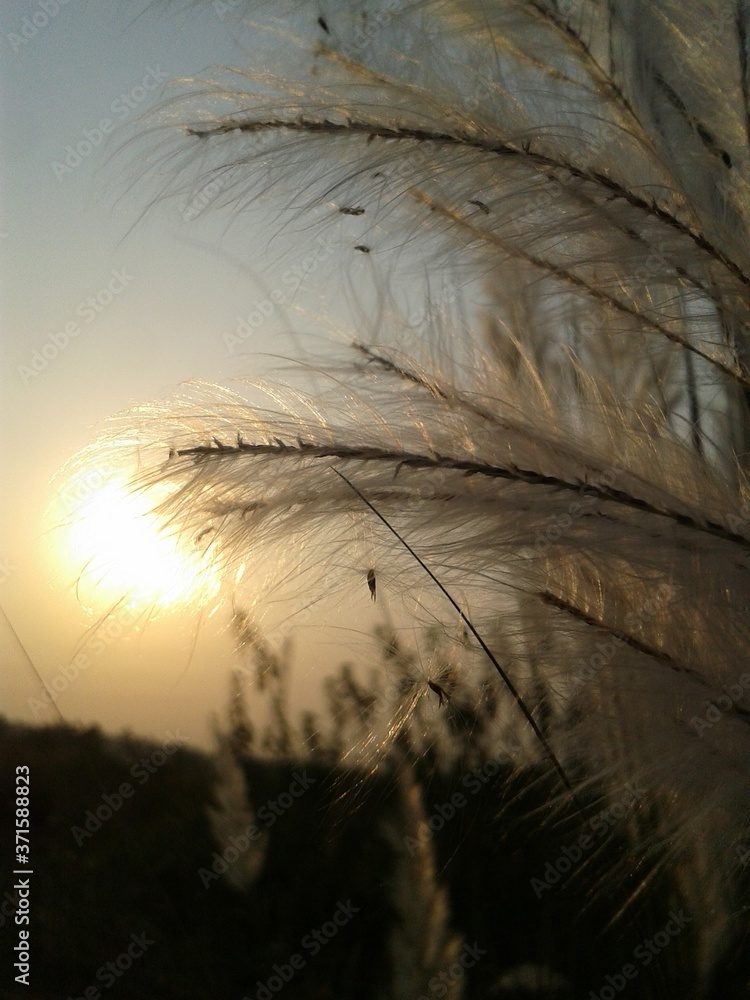 Obraz premium dry grass in the wind