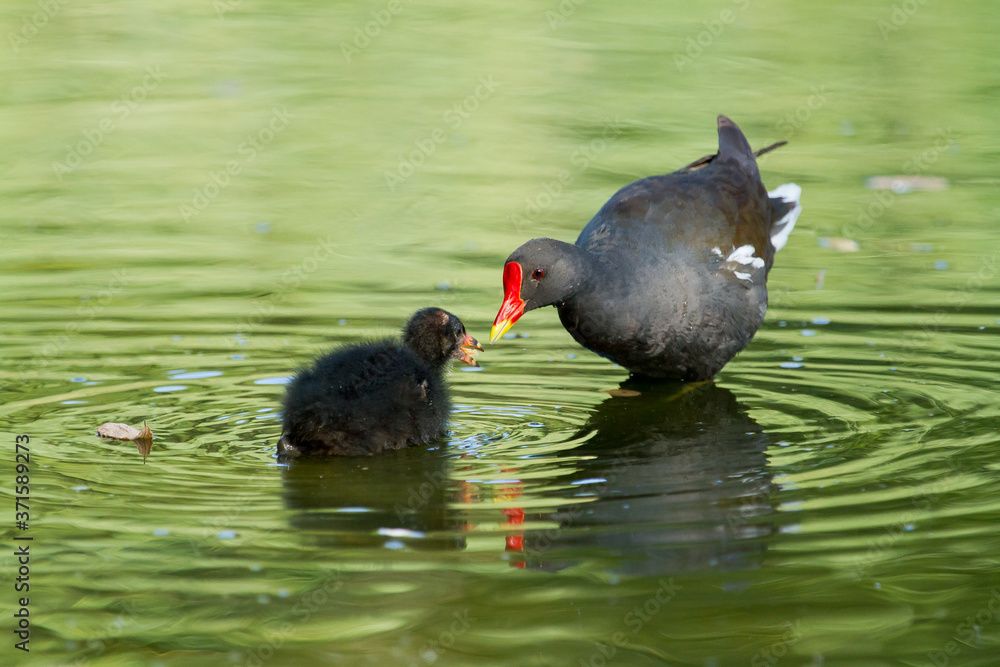 Gallineta común o polla de agua (Gallinula chloropus), madre con cría alimentando sobre el agua. Gallineta común o polla de agua (Gallinula chloropus), madre con cría alimentando sobre el agua.