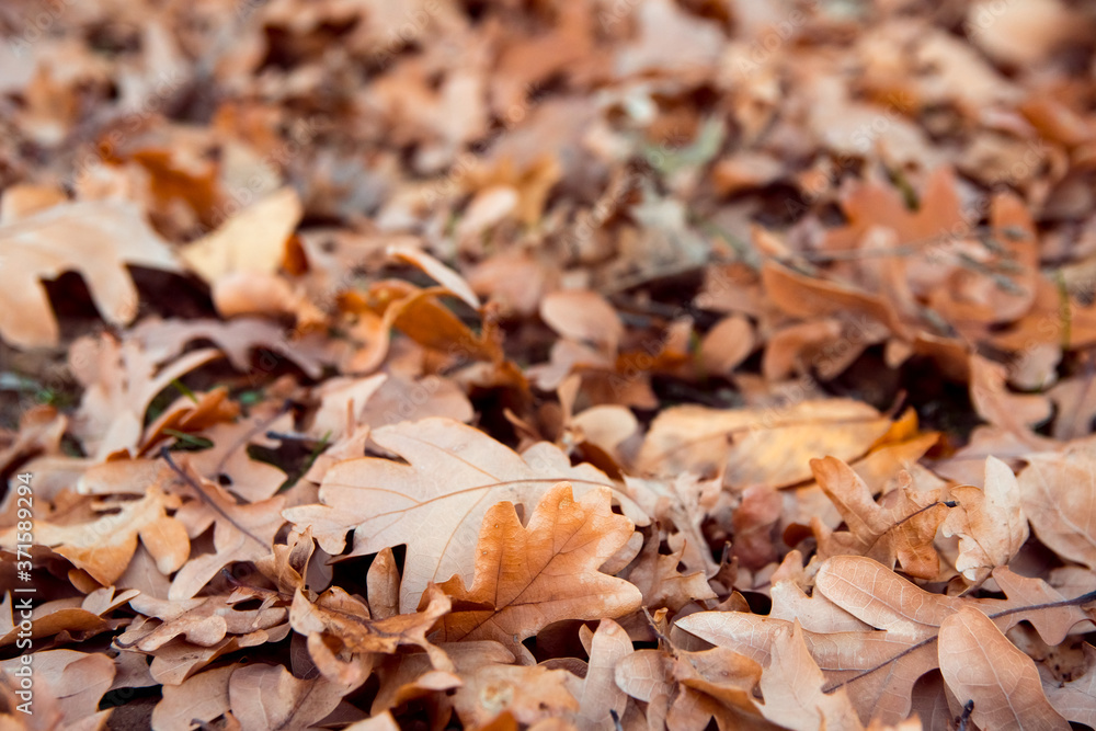 Fallen oak foliage on ground. Season change concept. Autumn mood. Fallen oak foliage on ground. Season change concept. Autumn mood.