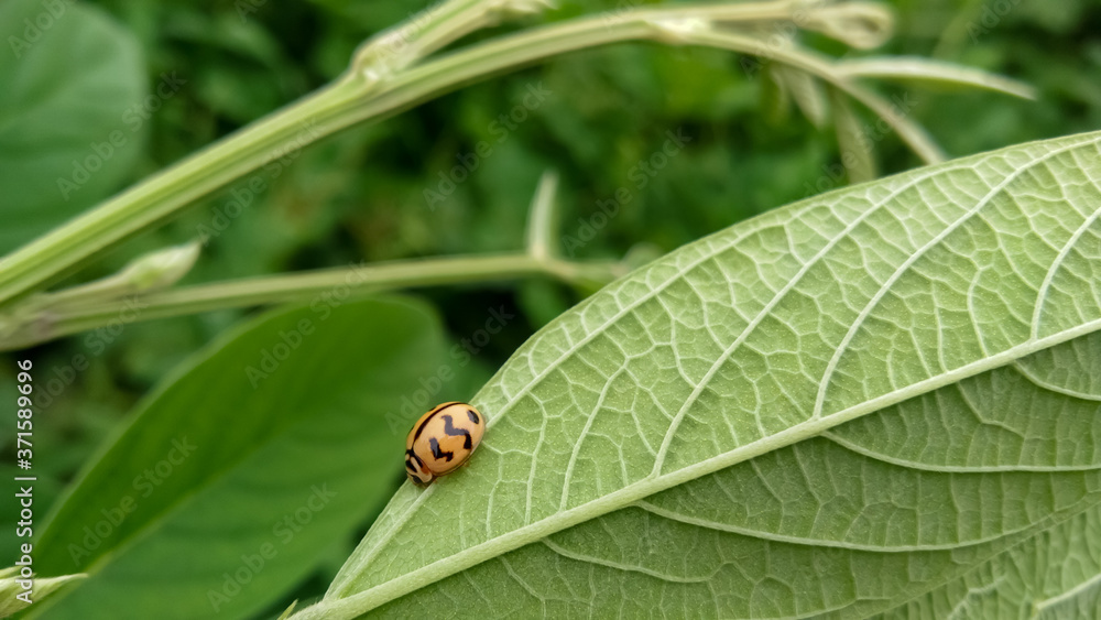 Close up photograph of tiny insect on the green leaf Close up photograph of tiny insect on the green leaf