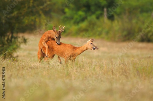 Canvas Print Couple of roe deer, capreolus capreolus, copulating on meadow in the summer