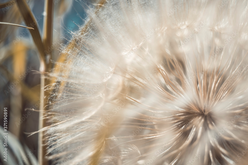 Obraz premium Natural background fluffy dandelion flower bud, macro photo.