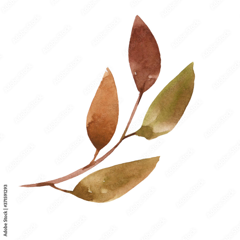 Fototapeta premium Watercolor twig with autumn dry leaves on a white background. Element of nature. Part of the tree. Season, object, holiday.