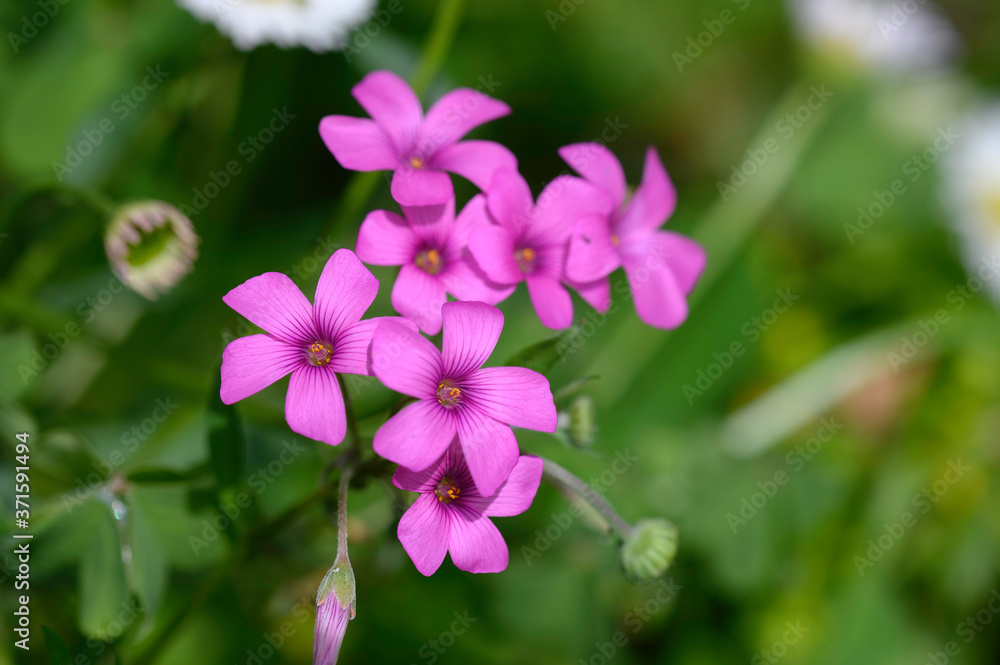 Fleur d'oxalis rose Fleur d'oxalis rose