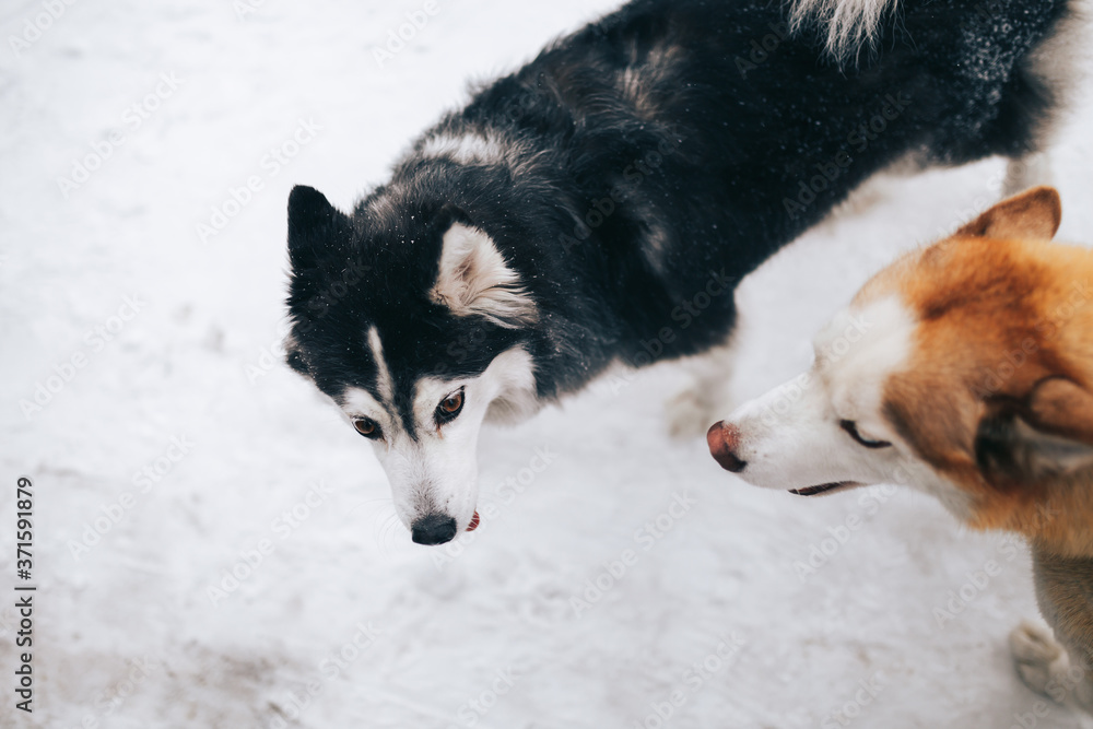 Two Siberian Husky in the white snow