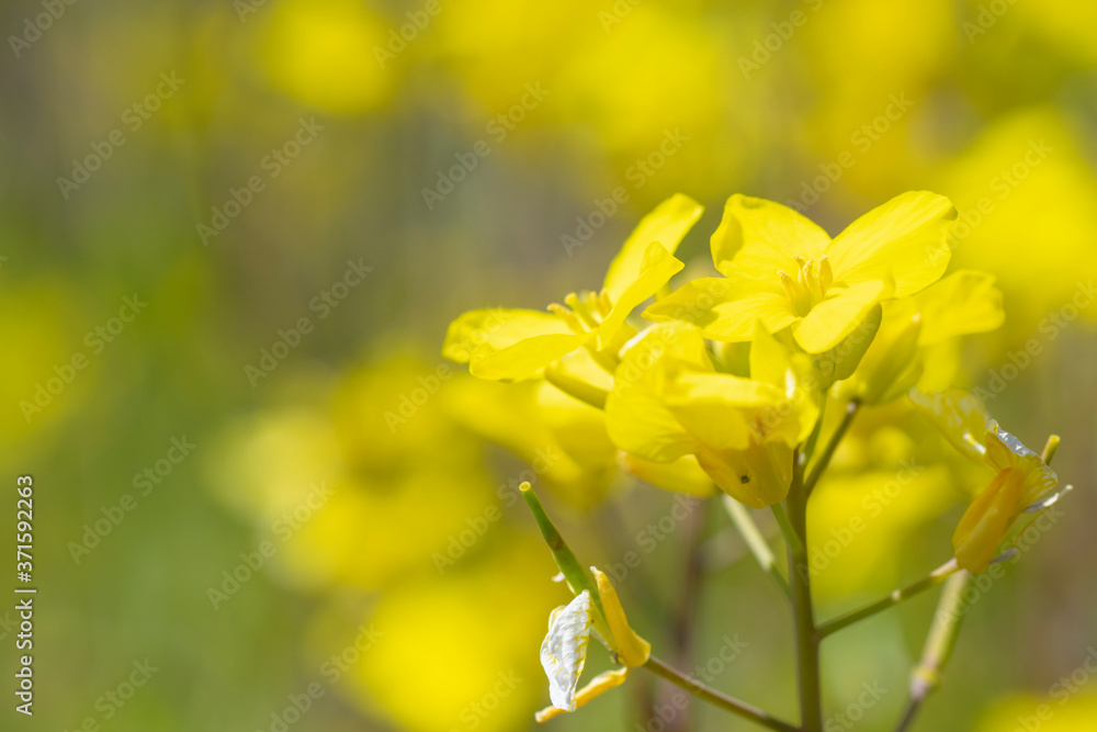 Fototapeta premium 菜の花