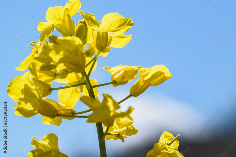 菜の花 菜の花