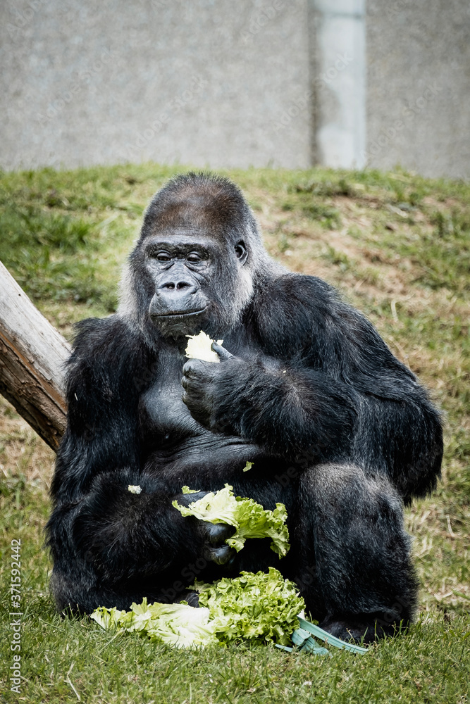 Portrait d'un gorille des plaines de l'ouest