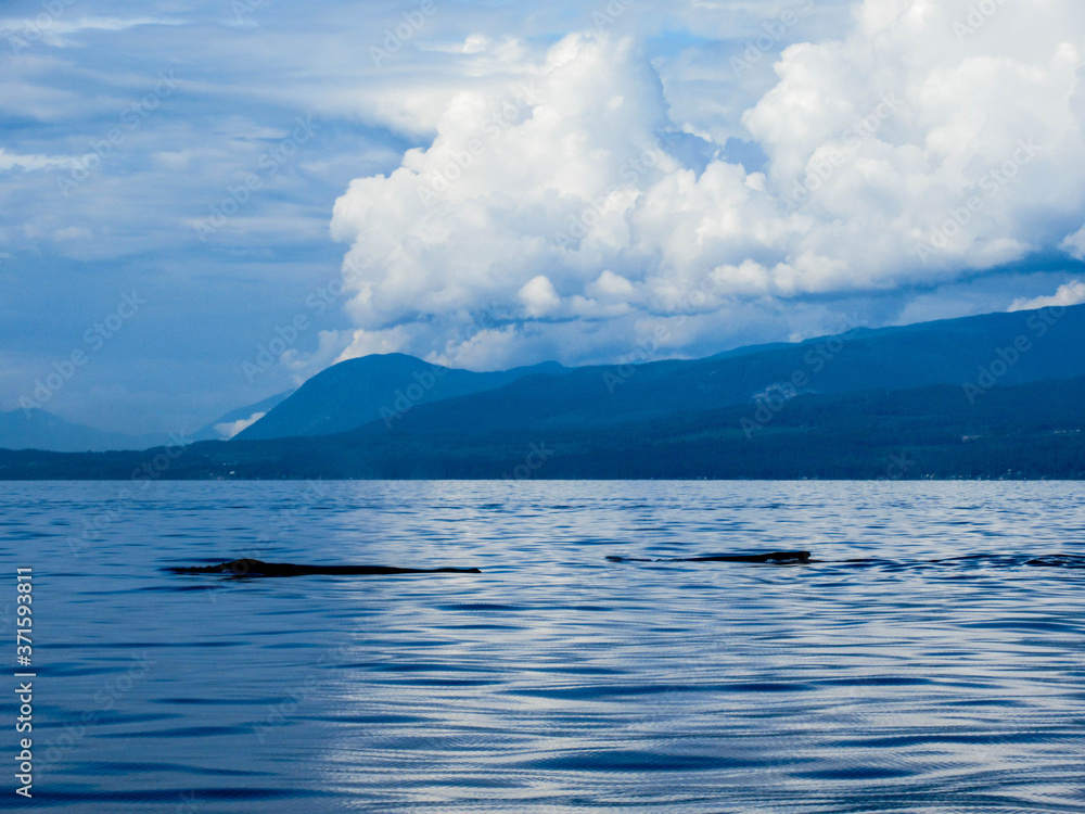 Humpback whales in the Pacific Ocean near Vancouver on a beautiful summer day. 
