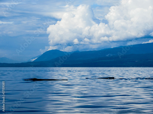 Humpback whales in the Pacific Ocean near Vancouver on a beautiful summer day. 