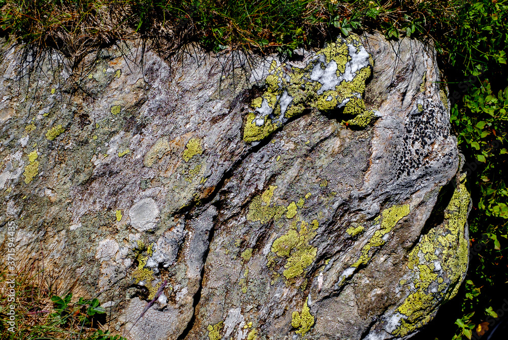 mosses and lichens on the stone