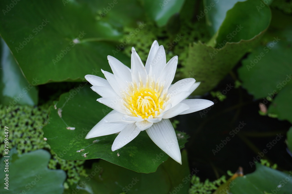 white lotus flower in the morning white lotus flower in the morning