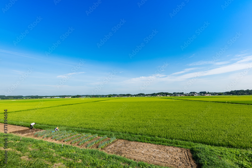 日本の主食お米　出穂期の田園風景と畑仕事