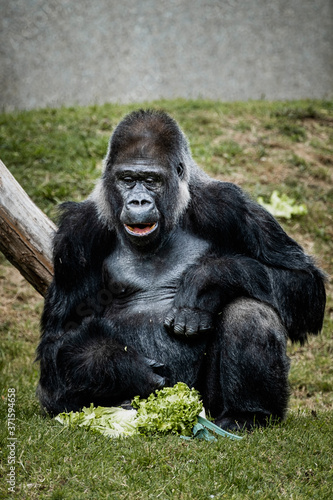 Portrait d'un gorille des plaines de l'ouest © PicsArt