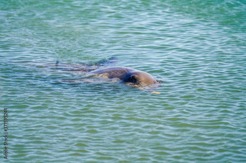 Bottlenose Dolphin (Tursiops truncatus) Monkey Mia Western Australia