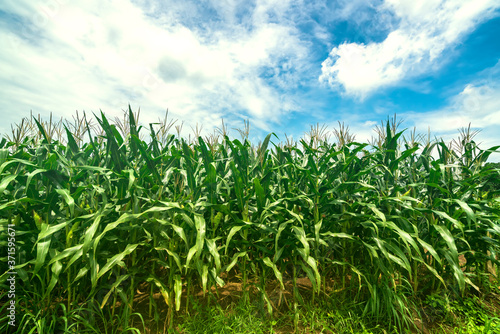 Corn fields ready to be harvested in the rural highlands of red basalt Vietnam