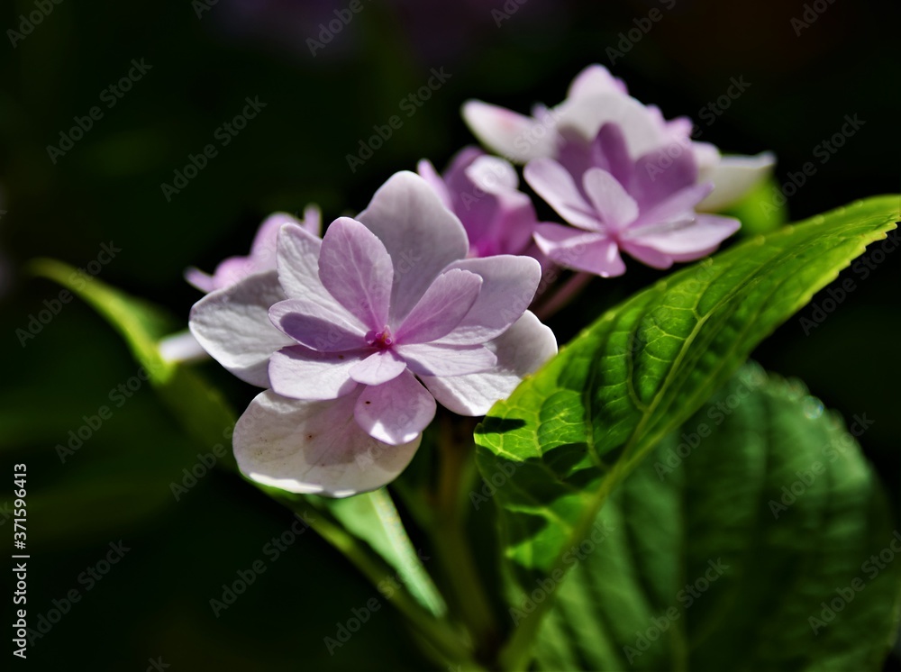 close up of pink flowers