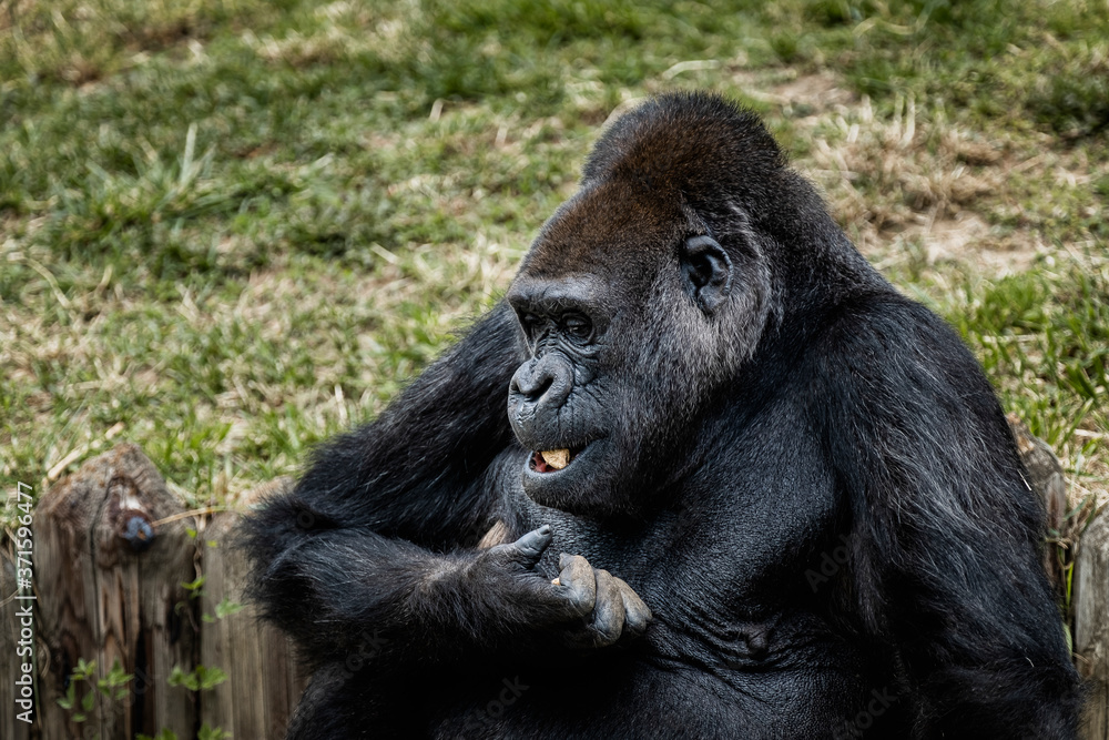 Portrait d'un gorille des plaines de l'ouest