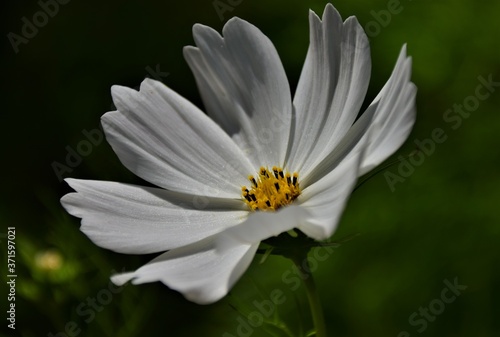 white daisy flower