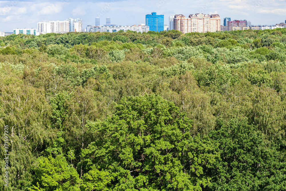 green forest and city on horizon on sunny summer day