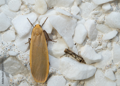 Common Footman Moth - Eilema lurideola photo
