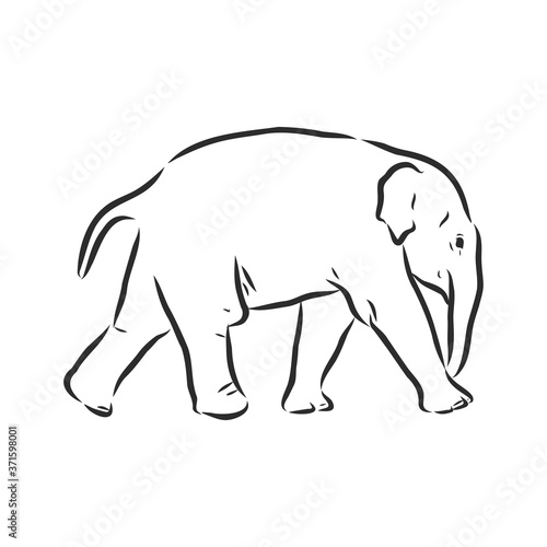 Baby elephant in outline style isolated on white background  vector illustration
