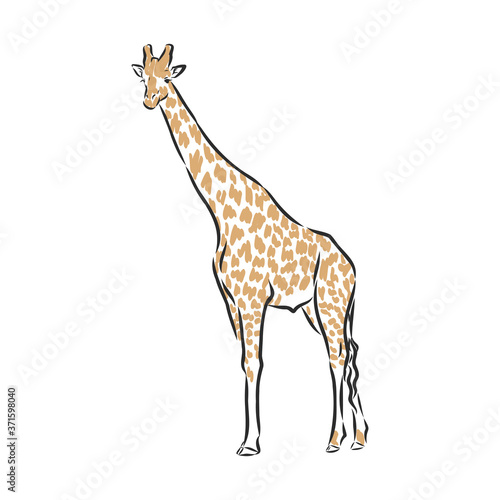 giraffe vector in black ink hand drawn sketch isolated on white background