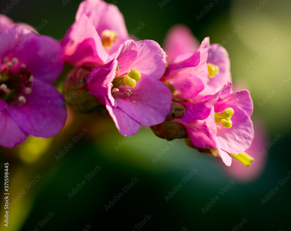 Pink bergenia flowers against a blurred background Pink bergenia flowers against a blurred background
