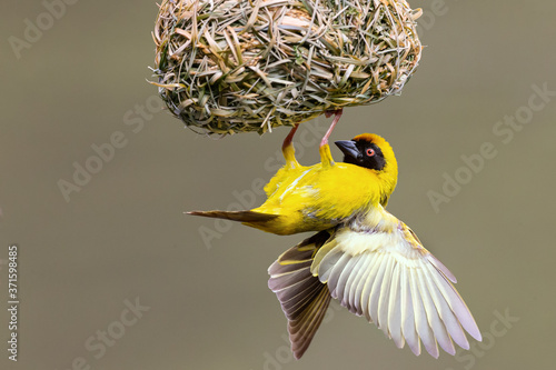 A male southern masked weaver building nest of green grass photo