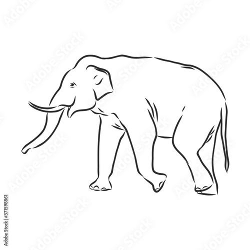 Beautiful sketch of an adult Asian elephant with line