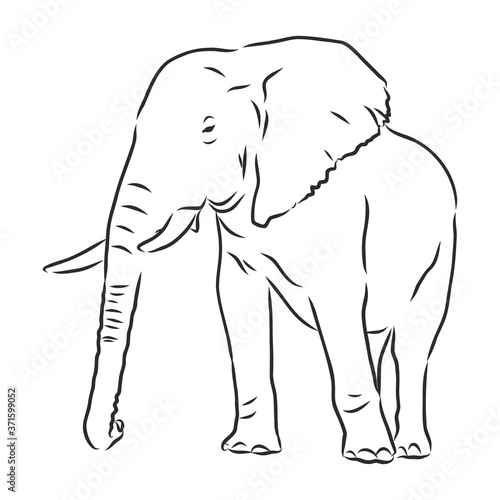 african elephant silhouette - freehand on a white background  vector illustration