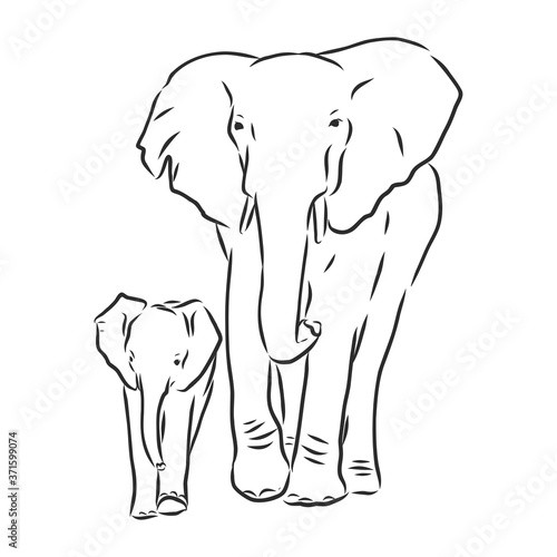 Baby elephant in outline style isolated on white background, vector illustration