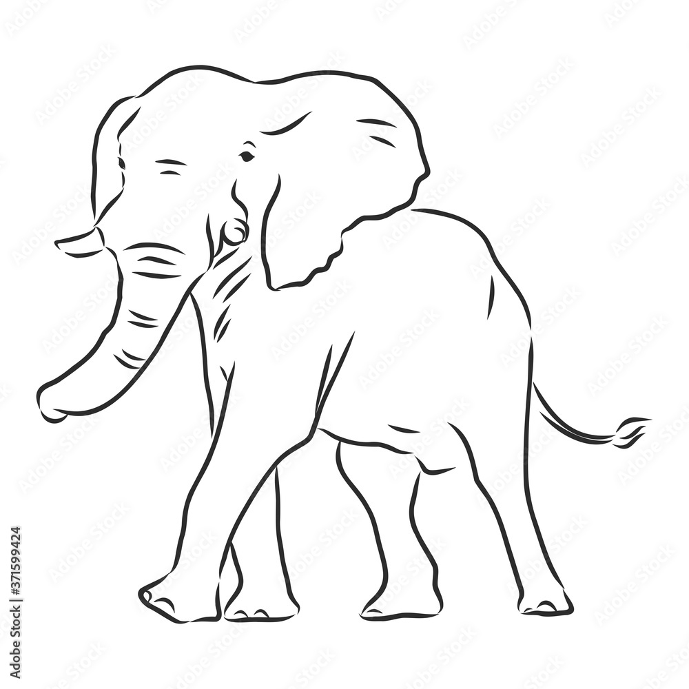 Fototapeta premium african elephant silhouette - freehand on a white background, vector illustration