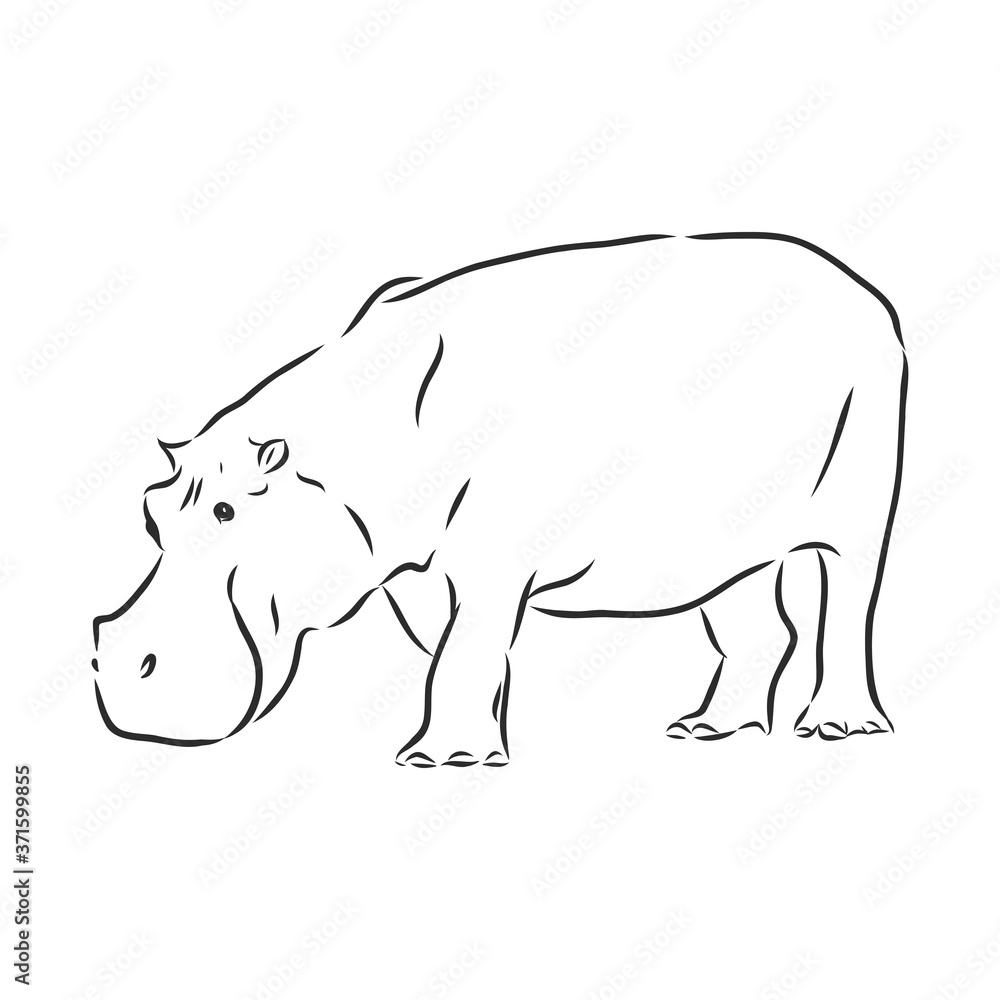 Hand drawn hippo hippopotamus . Sketch, vector illustration. wild animal Hand drawn hippo hippopotamus . Sketch, vector illustration. wild animal
