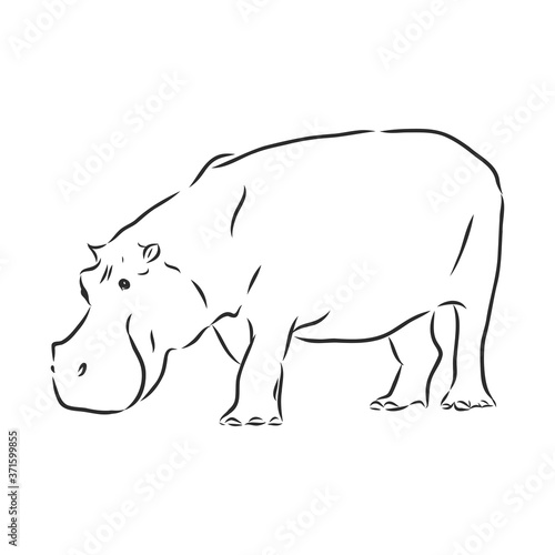 Hand drawn hippo hippopotamus . Sketch, vector illustration. wild animal