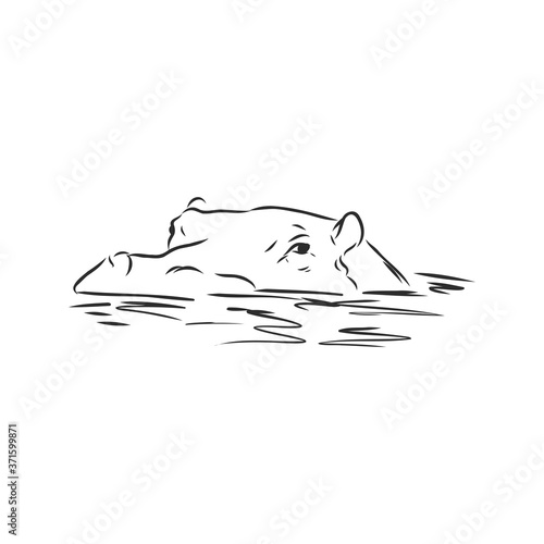 Hand drawn hippo hippopotamus . Sketch, vector illustration. wild animal