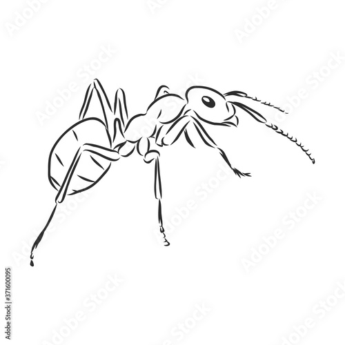 Hand drawn ant insect, one pismire painted by ink, emmet sketch vector illustration