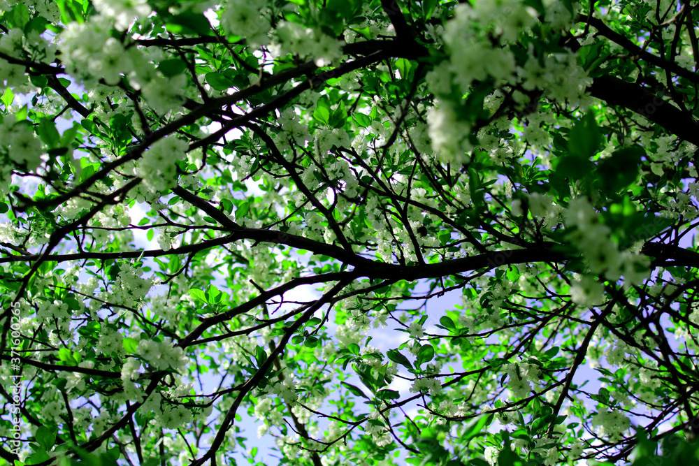 branch of a blooming Apple tree with a blue sky branch of a blooming Apple tree with a blue sky