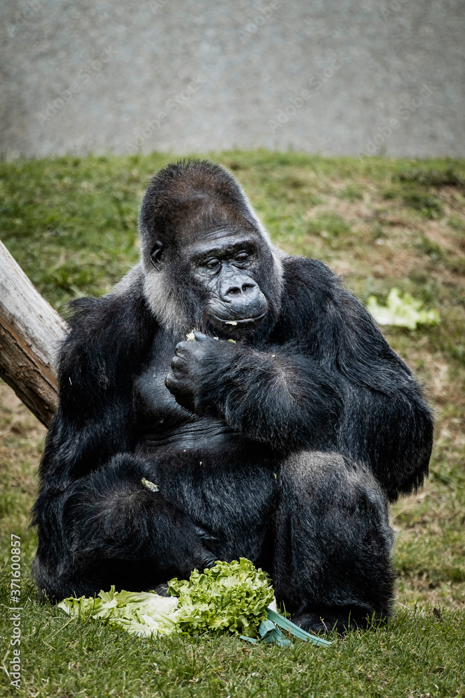 Portrait d'un gorille des plaines de l'ouest