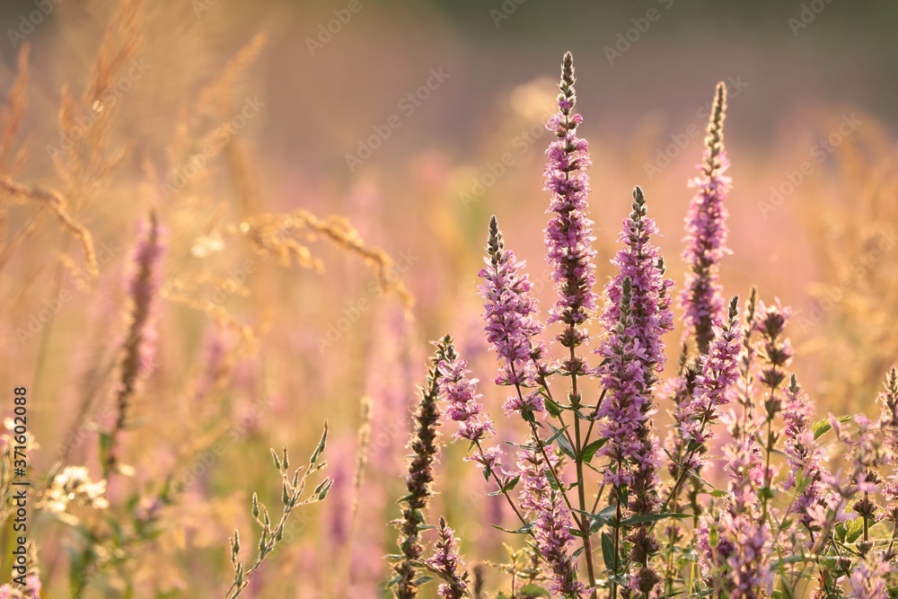 Loosestrife (Lythrum salicaria) on a meadow at dawn Loosestrife (Lythrum salicaria) on a meadow at dawn