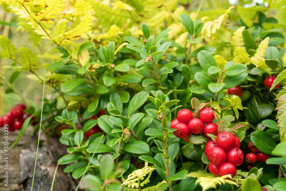 Lingonberry bushes in the forest. Red ripe wild berries. Natural background.