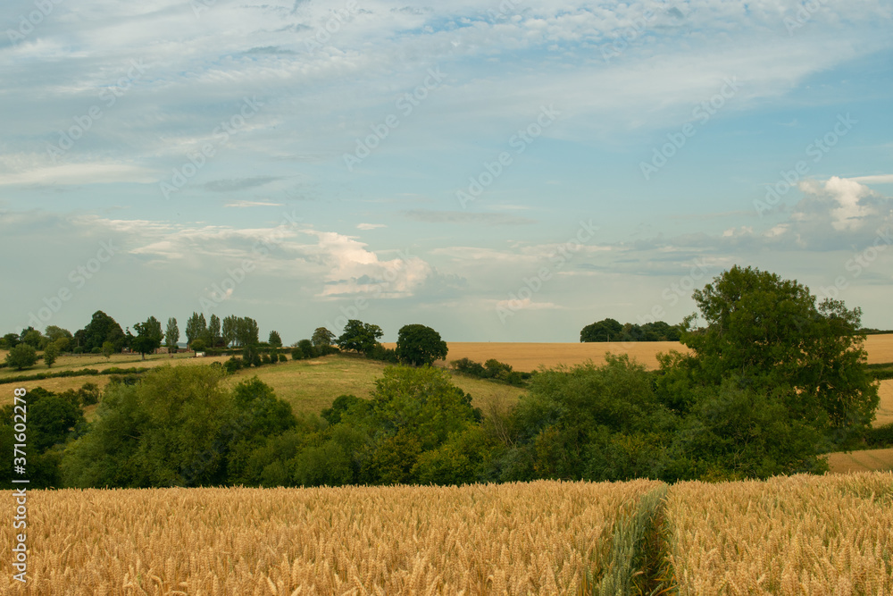View over fields in English countryside during summer on cloudy day View over fields in English countryside during summer on cloudy day
