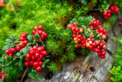 Lingonberry bushes in the forest. Red ripe wild berries. Natural background.