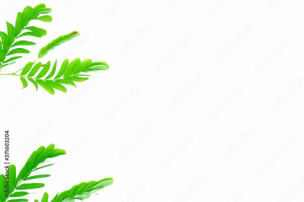 Branches of green leaves on a white background