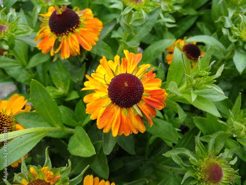 Helenium autumnale 'Short and Sassy' Helenium autumnale 'Short and Sassy'