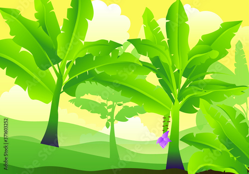 Tropical jungle banana tree with fruits. Isolated vector illustration.