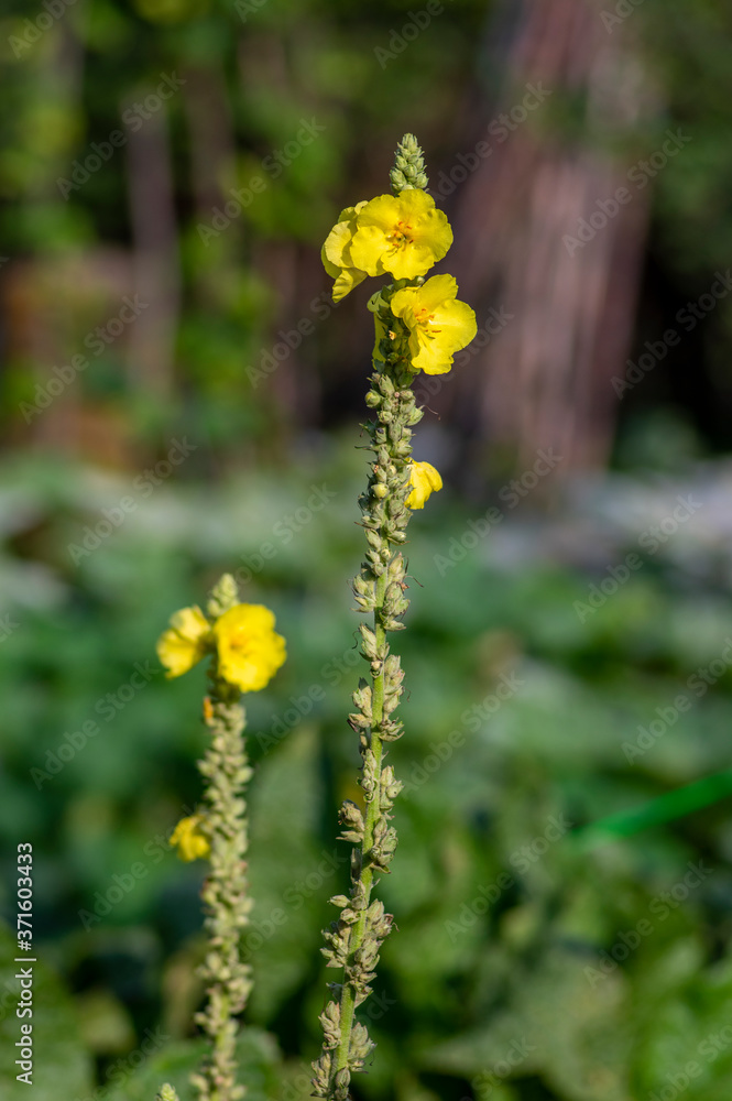 Verbascum densiflorum bright yellow denseflower in bloom, tall flowering herb medicinal plant Verbascum densiflorum bright yellow denseflower in bloom, tall flowering herb medicinal plant