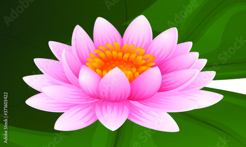 Pink lotus on green leaf illustration. beautiful lotus flower with leaf close up isolated image on white background realistic vector illustration.